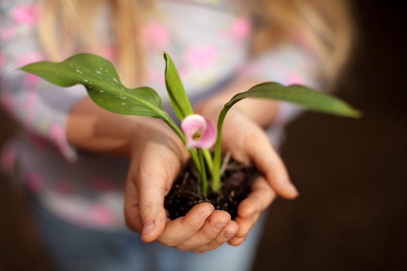Child Holding Plant