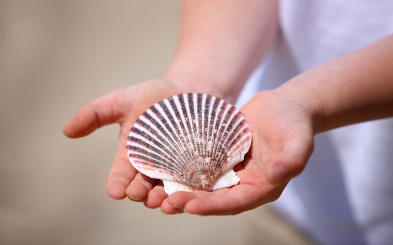 child holding scallop shell