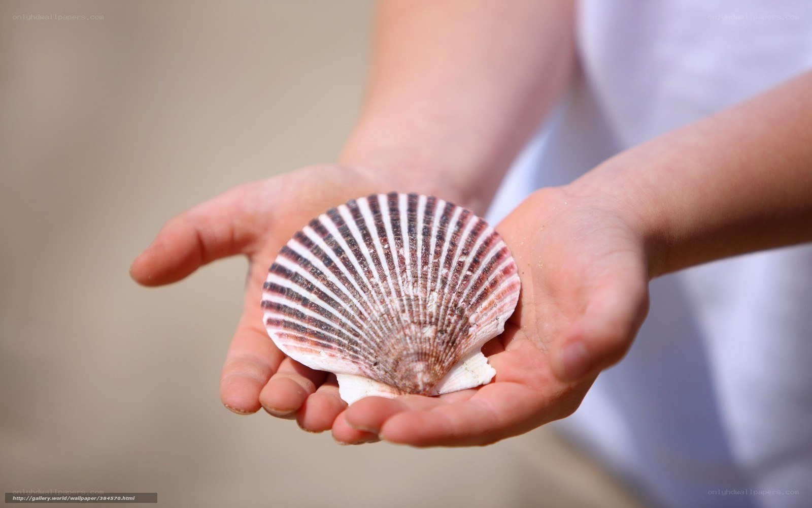 child holding scallop shell