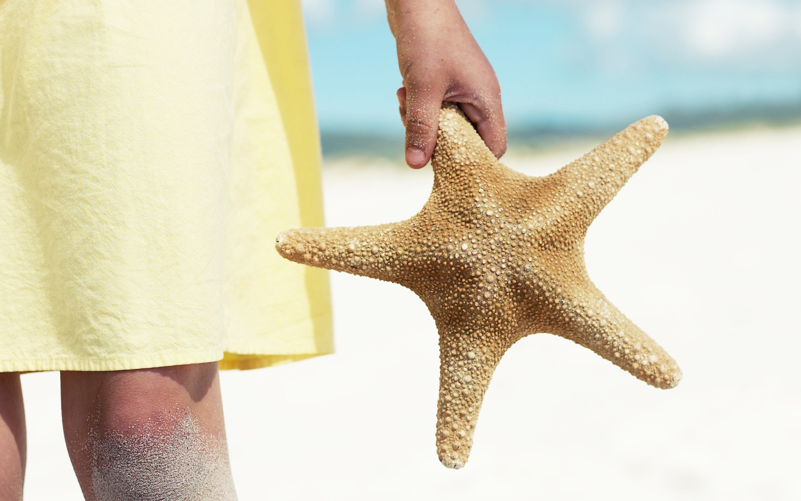 child holding starfish on beach