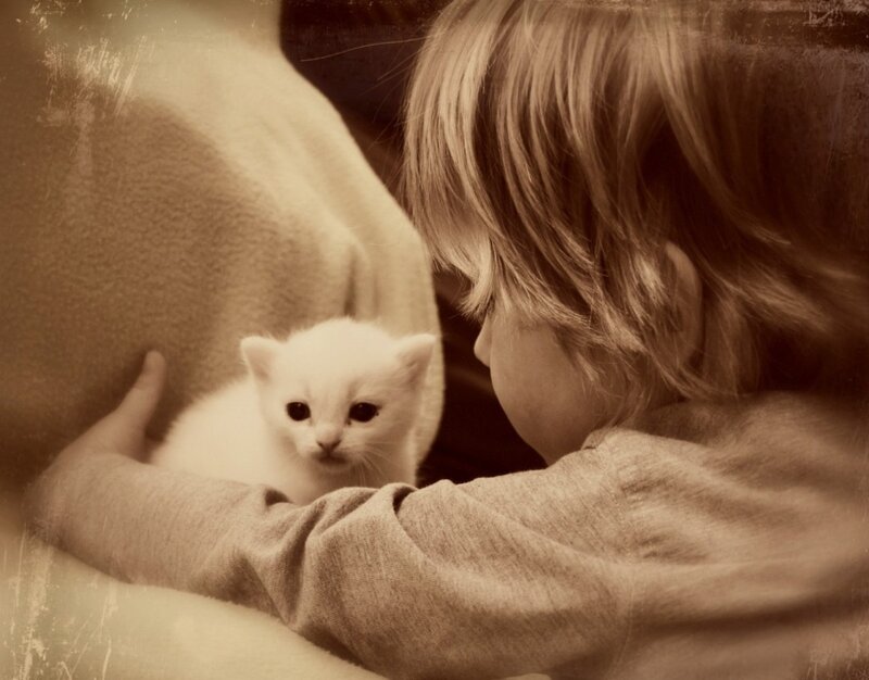 Child Holding White Kitten