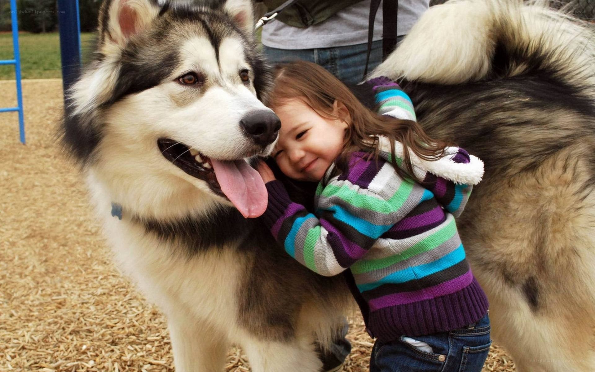 child hugging a husky dog