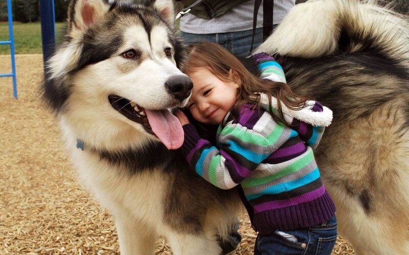 child hugging husky dog