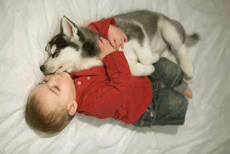 Child Hugging Husky Puppy