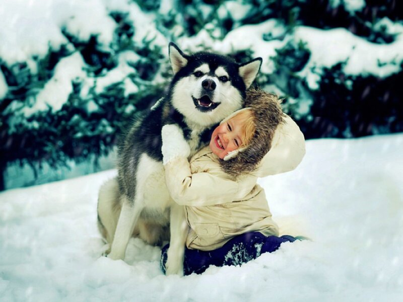 Child Hugging Husky
