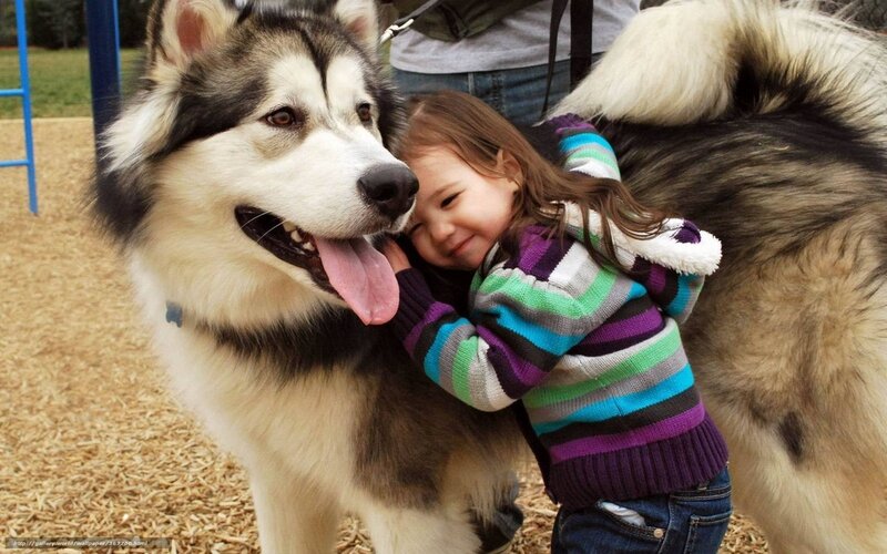Child Hugging Husky — White, Affectionate, Afternoon