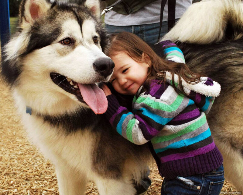 Child Hugging Husky — White, Affectionate