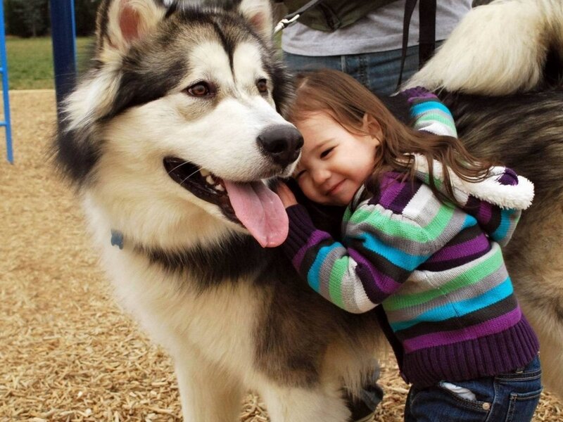 Child Hugging Husky — White, Happy