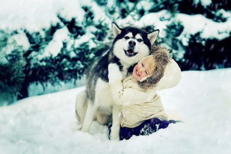 Child Hugging Husky — White, Joyful