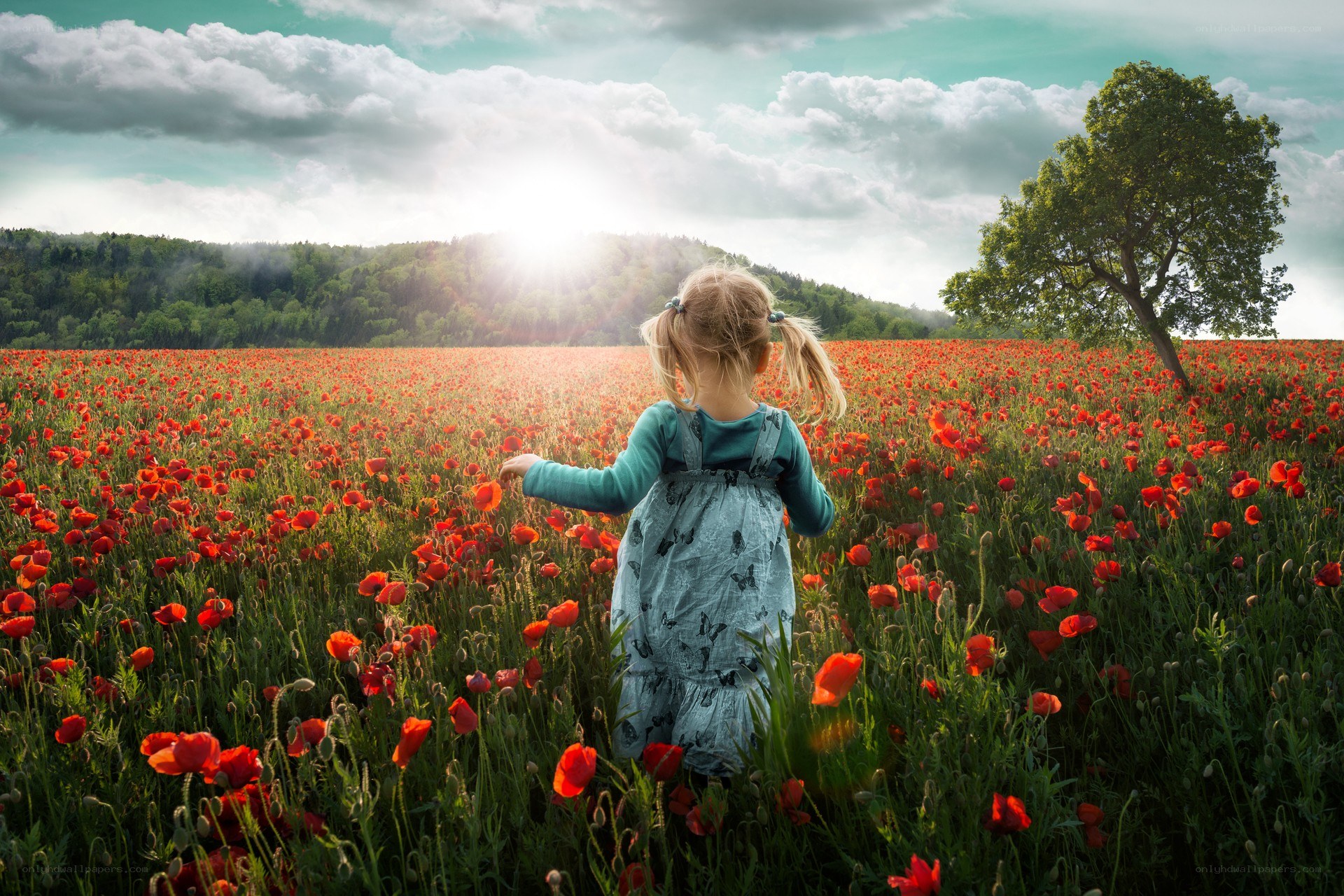 Child in a poppy field