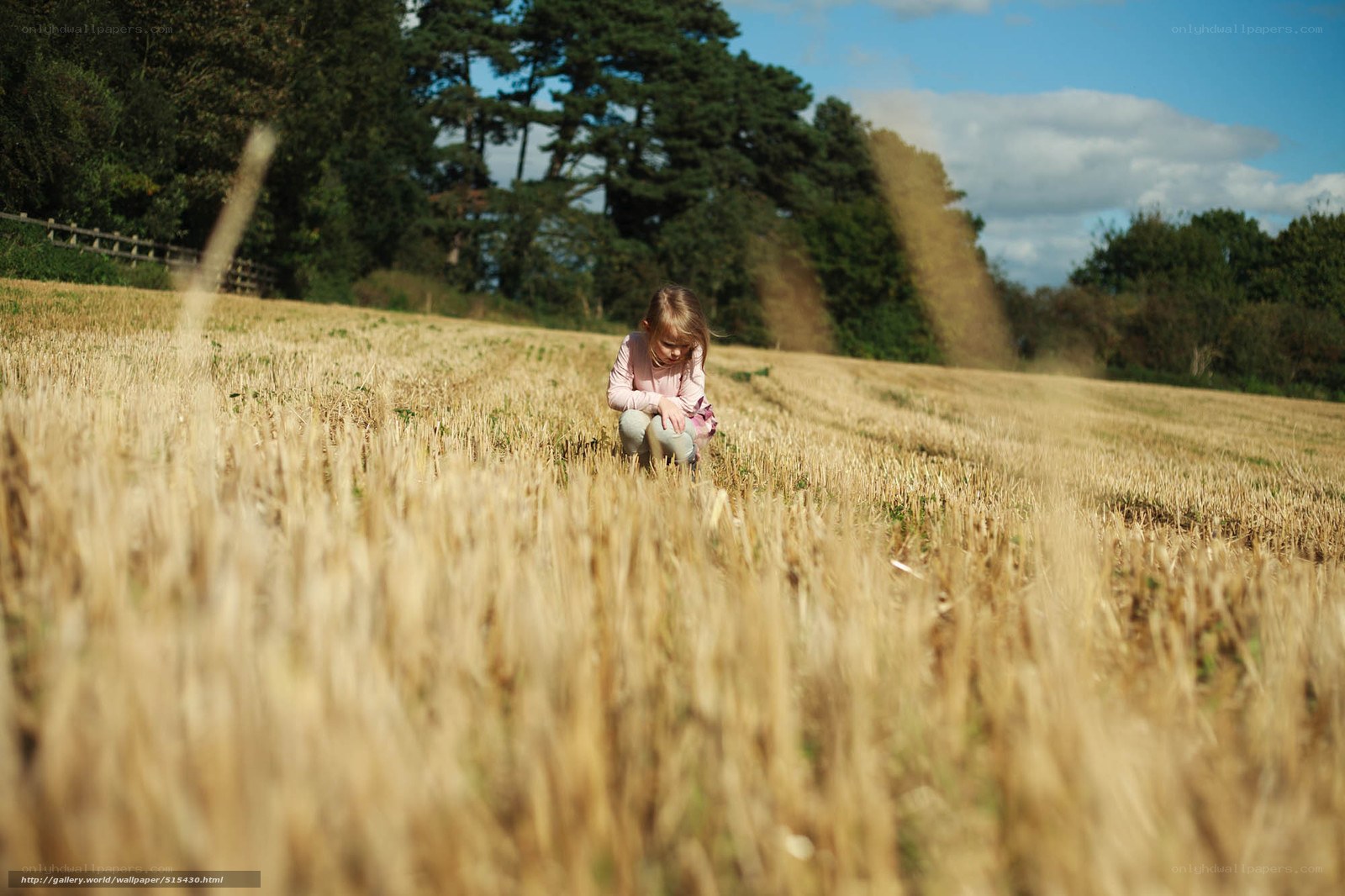 Child in a wheat field