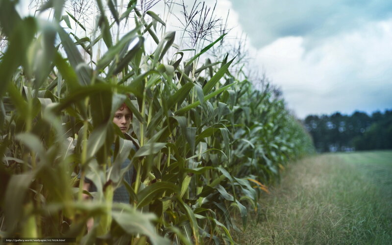 child in cornfield