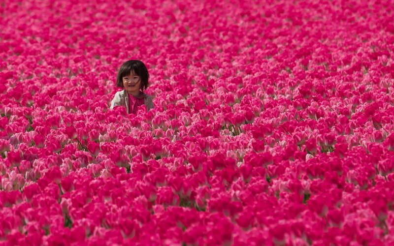 Child in Flower Field — Pink