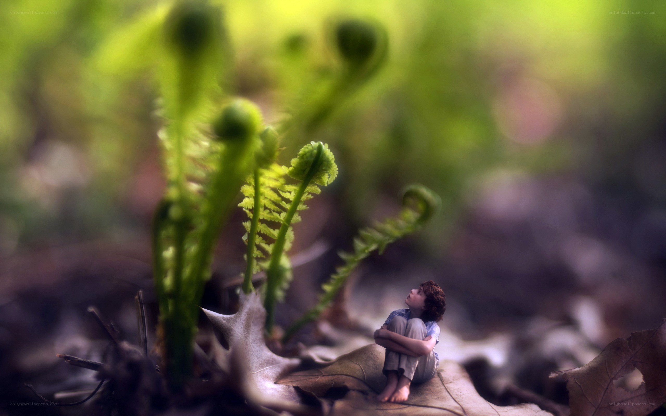 Child in forest with ferns
