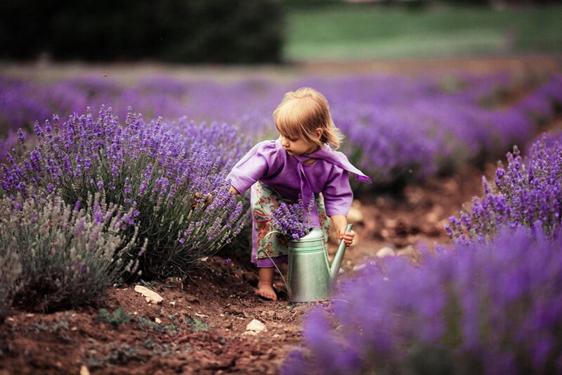 Child in Lavender Field — Purple, Serene