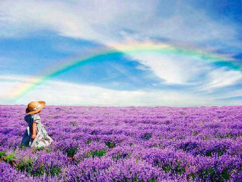 Child in Lavender Field