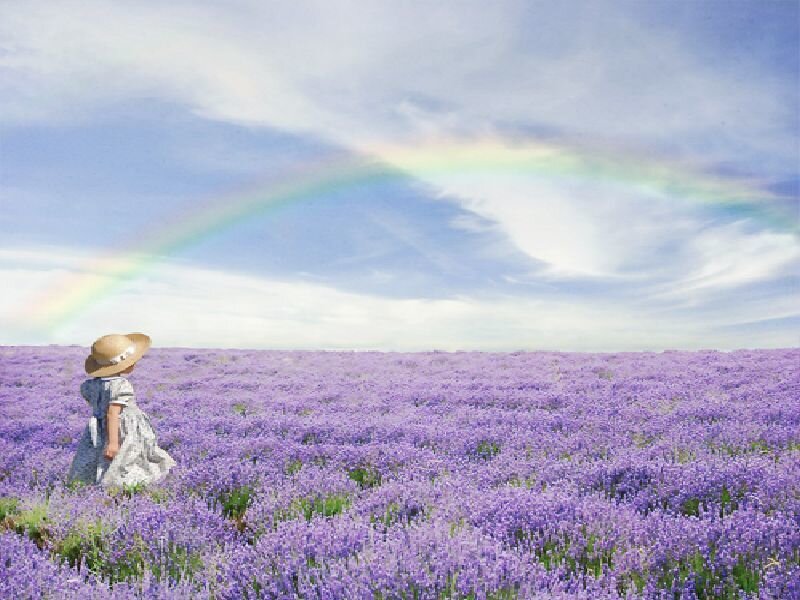 Child in lavender field with rainbow