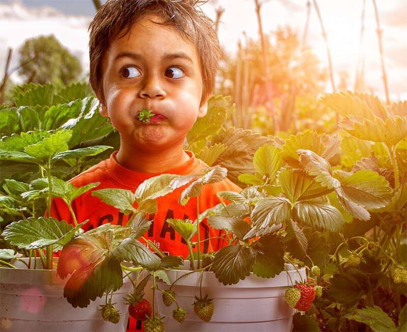 Child in Strawberry Patch — Green