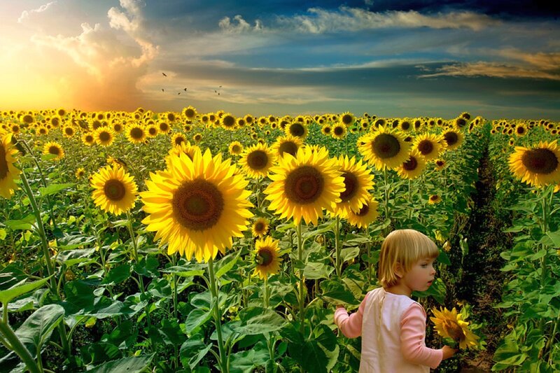 Child in sunflower field at sunset