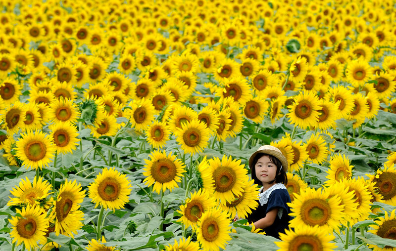 Child in Sunflower Field
