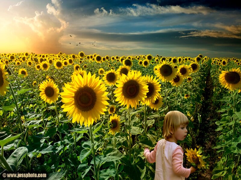 Child in Sunflower Field — Yellow, Serene