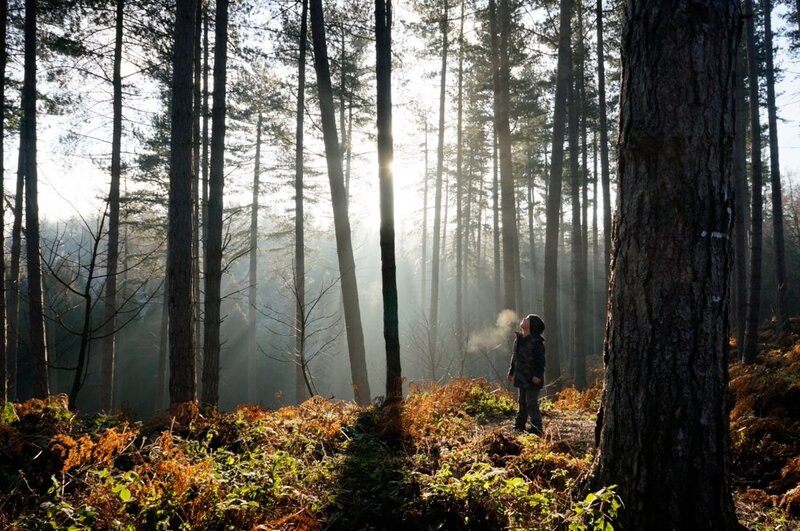 Child in sunlit forest