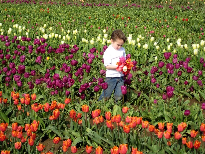 child in tulip field