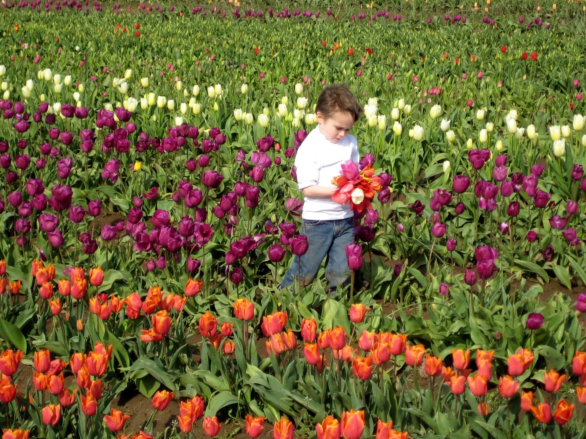 child in tulip field