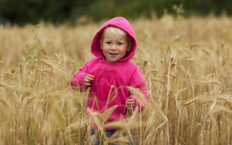 child in wheat field