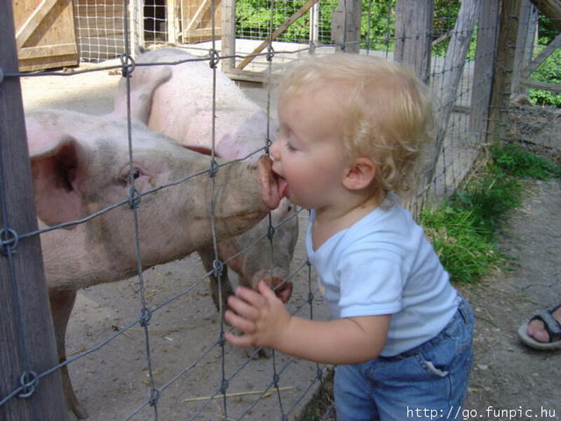 Child Kissing Pig