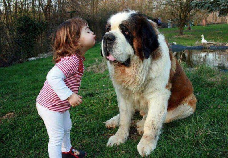 Child Kissing Saint Bernard