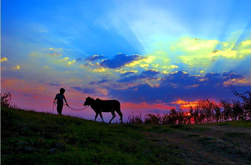 Child Leading Cow