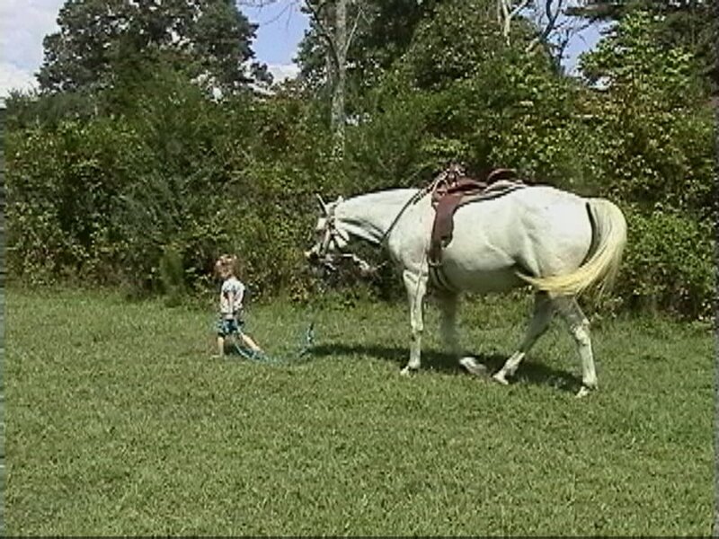 Child Leading White Horse