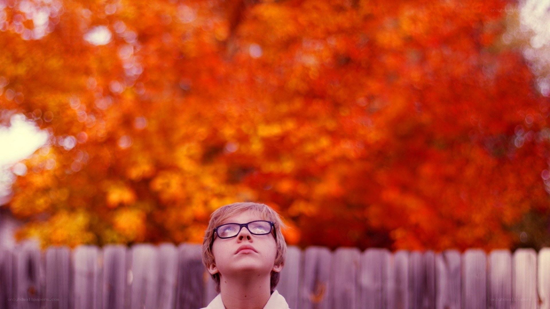 child looking up at autumn tree