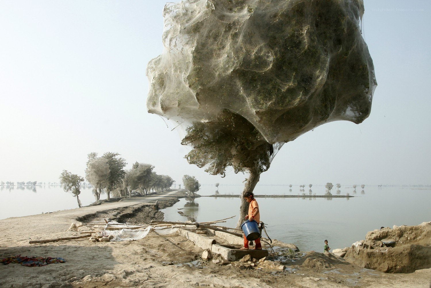 Child near web-covered tree
