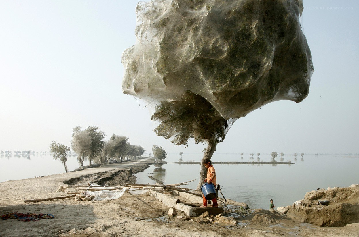 Child near web-covered trees
