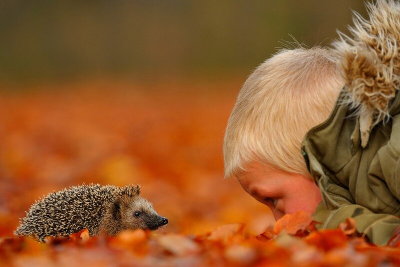 Child Observing Hedgehog