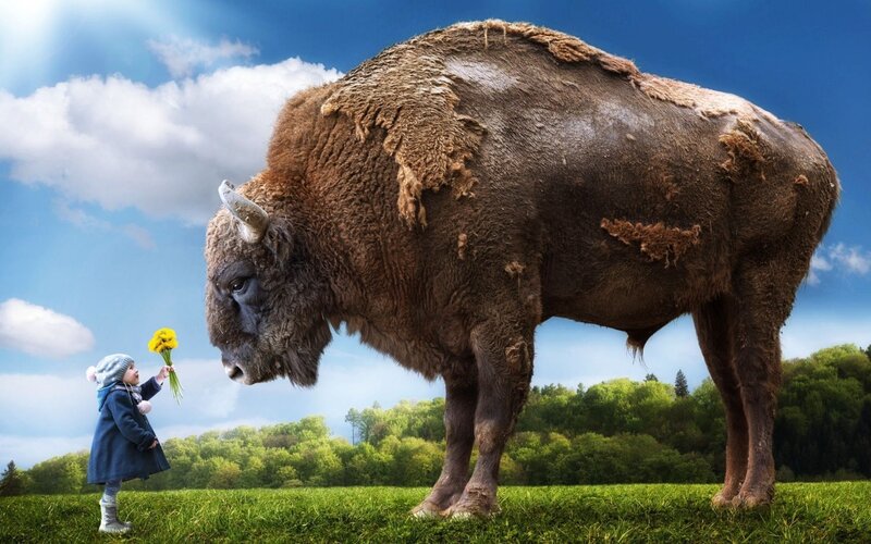 Child Offering Flowers to Bison — Green