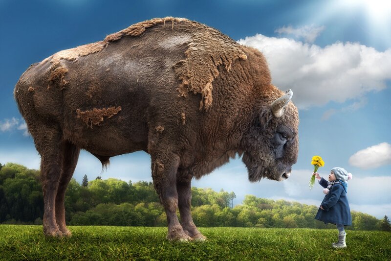 Child Offering Flowers to Bison