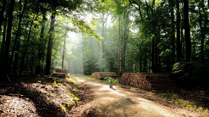 Child on Bicycle in Forest