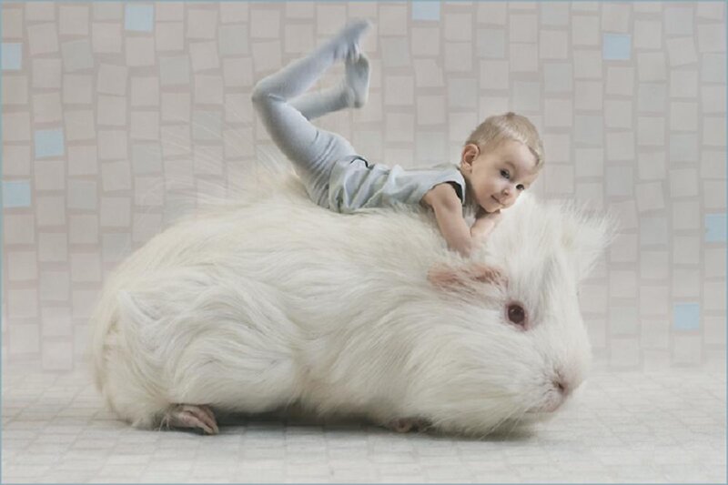 Child on Guinea Pig