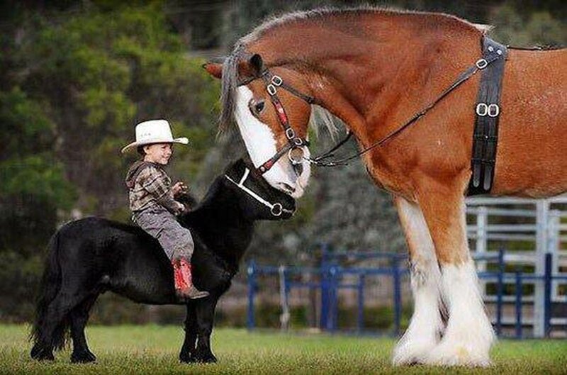 Child on Pony with Horse