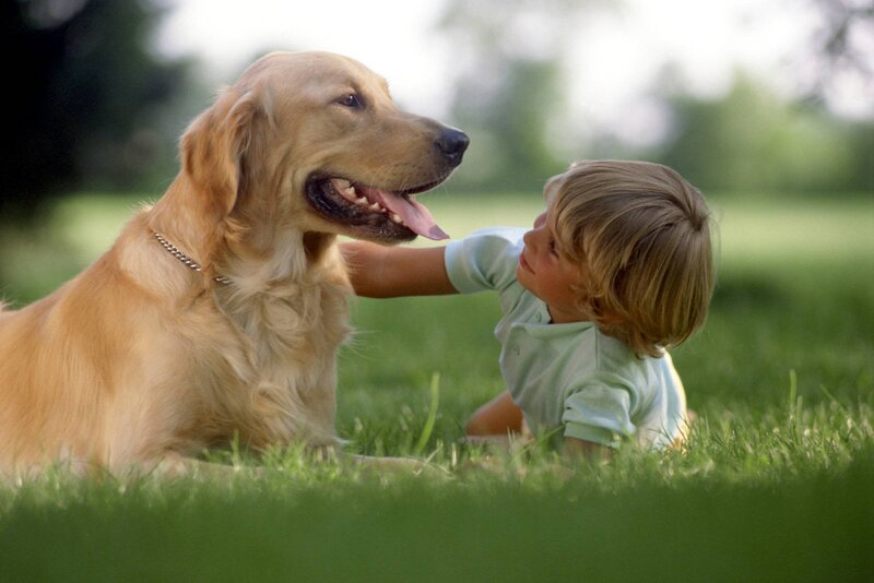 Child Petting Golden Retriever