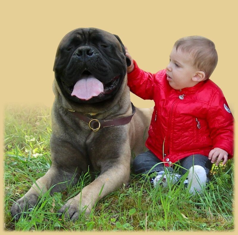 Child Petting Mastiff