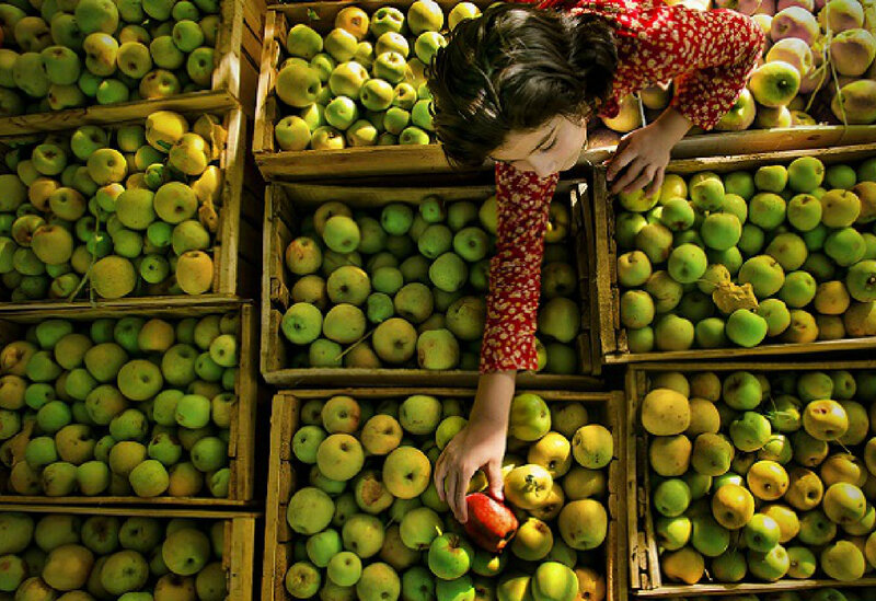Child Picking Apples
