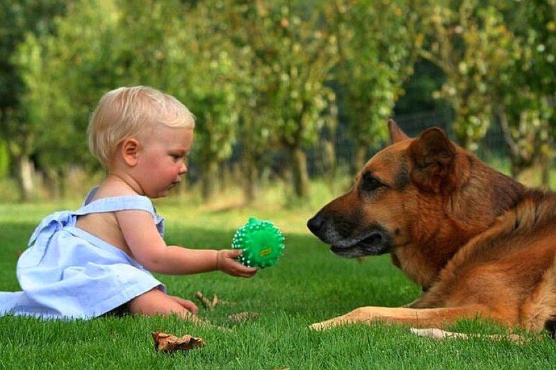 child playing with dog on grass