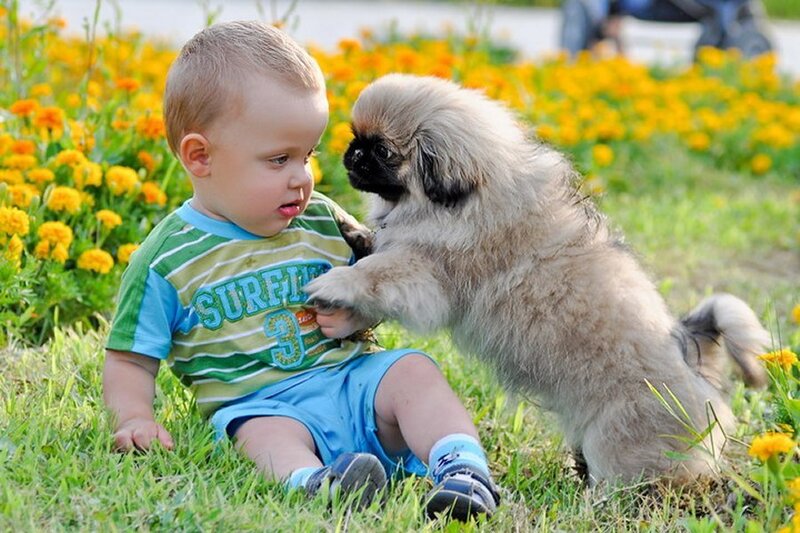 Child Playing with Puppy — Green
