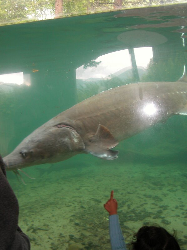 child pointing at sturgeon in aquarium