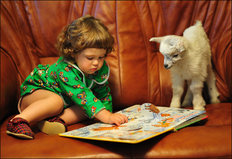 Child Reading with Goat