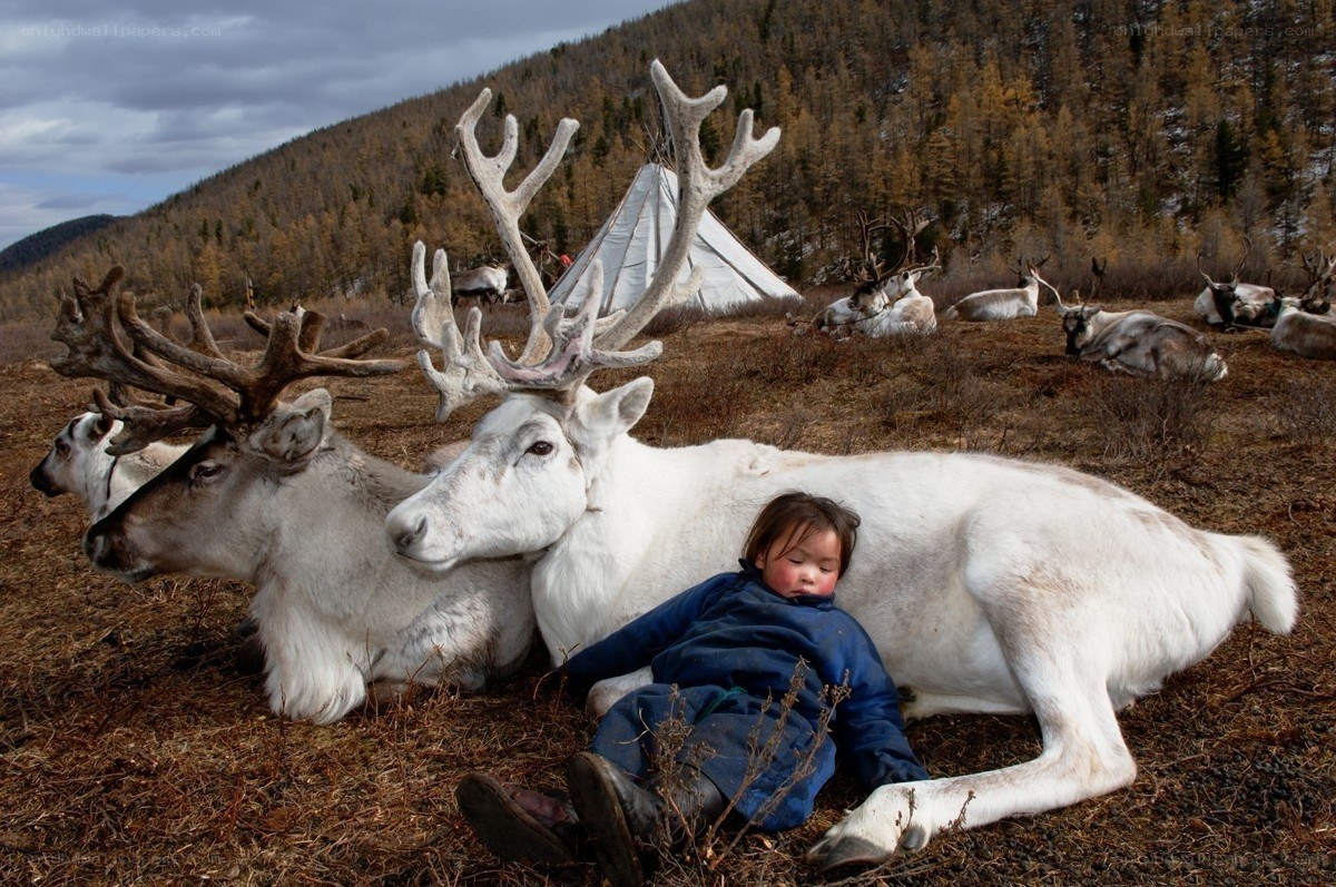 Child resting with reindeer